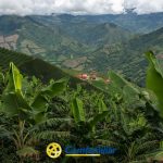 Exuberantes plataneras cubren colinas onduladas con campos de cultivo en mosaico y montañas a lo lejos bajo un cielo nublado. El logotipo de Comfamiliar aparece en la parte inferior, junto a la Biblioteca Pública Municipal Juan XXIII.