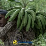 Un hombre con camisa de cuadros y gorra hacia atrás lleva un gran racimo de plátanos verdes al hombro, con la vegetación llenando el fondo borroso. El logotipo de Comfamiliar aparece en la parte inferior, junto al rótulo de la Biblioteca Pública Municipal Juan XXIII.