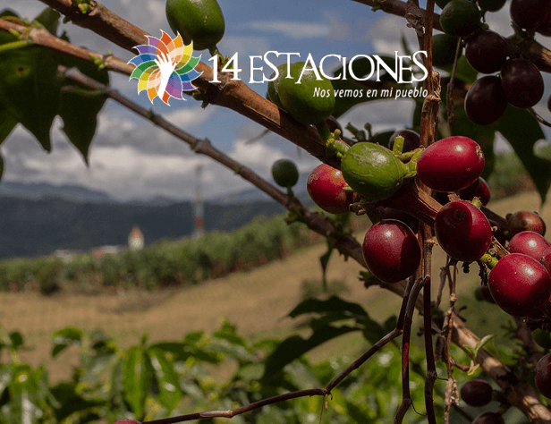 Primer plano de cerezas de café en una rama, sobre un paisaje rural borroso en Belén de Umbría. El logotipo de 14 Estaciones y la frase "Nos vemos en mi pueblo" aparecen en la parte superior de la imagen.
