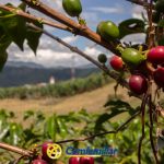 Primer plano de una planta de café con cerezas rojas y verdes creciendo en las ramas. Al fondo se ven campos, colinas y un cielo nublado cerca de la Biblioteca Pública Municipal Carlos Arturo Bolívar. En la parte inferior aparece el logotipo de Comfamiliar.