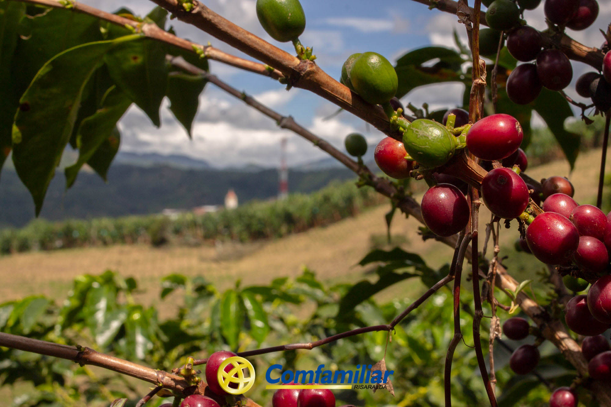 Primer plano de una planta de café con cerezas rojas y verdes creciendo en las ramas. Al fondo se ven campos, colinas y un cielo nublado cerca de la Biblioteca Pública Municipal Carlos Arturo Bolívar. En la parte inferior aparece el logotipo de Comfamiliar.