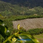 Un exuberante paisaje de verdes colinas con campos de cultivo -algunos envueltos en plástico- y casas lejanas. Grandes plantas frondosas enmarcan la escena. En la parte inferior aparecen los logotipos de la Biblioteca Pública Carlos Arturo Bolívar y Comfamiliar Risaralda.