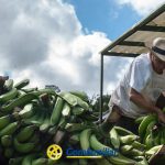 Un hombre con sombrero arregla grandes racimos de plátanos verdes al aire libre, bajo una estructura parcialmente cubierta cerca de la Biblioteca Municipal. El cielo está nublado. El logotipo de Comfamiliar aparece en la parte inferior de la imagen.