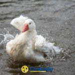 Un pato blanco salpica agua con sus alas mientras nada, las gotas centellean en el aire. En la parte inferior aparece el logotipo de Comfamiliar Risaralda en amarillo y azul junto a "Comfamiliar Dosquebradas Biblioteca Pública.