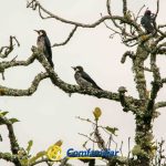 Tres pájaros de color oscuro se posan en la rama de un árbol cubierto de musgo y hojas, bajo un cielo nublado en Guática. Las ramas enmarañadas del árbol destacan mientras el logotipo de Comfamiliar Guática aparece en la parte inferior, destacando la presencia de la Biblioteca Pública en la comunidad.