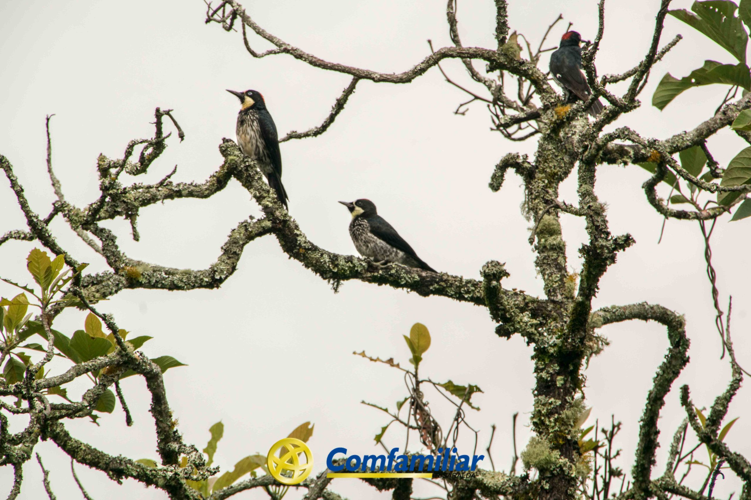 Tres pájaros de color oscuro se posan en la rama de un árbol cubierto de musgo y hojas, bajo un cielo nublado en Guática. Las ramas enmarañadas del árbol destacan mientras el logotipo de Comfamiliar Guática aparece en la parte inferior, destacando la presencia de la Biblioteca Pública en la comunidad.