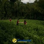 Tres personas con camisas granates están de pie en un frondoso campo verde rodeado de densos árboles, y dos de ellas se tienden la mano. En la parte inferior de la imagen aparece el logotipo de Comfamiliar Guática en amarillo y azul.