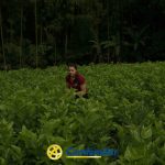 Una persona se encuentra en medio de un frondoso y verde campo en Guática, rodeada de altos árboles y denso follaje. En la parte inferior de la imagen se ve el logotipo de Comfamiliar Guática, que destaca su conexión con la Biblioteca Pública.