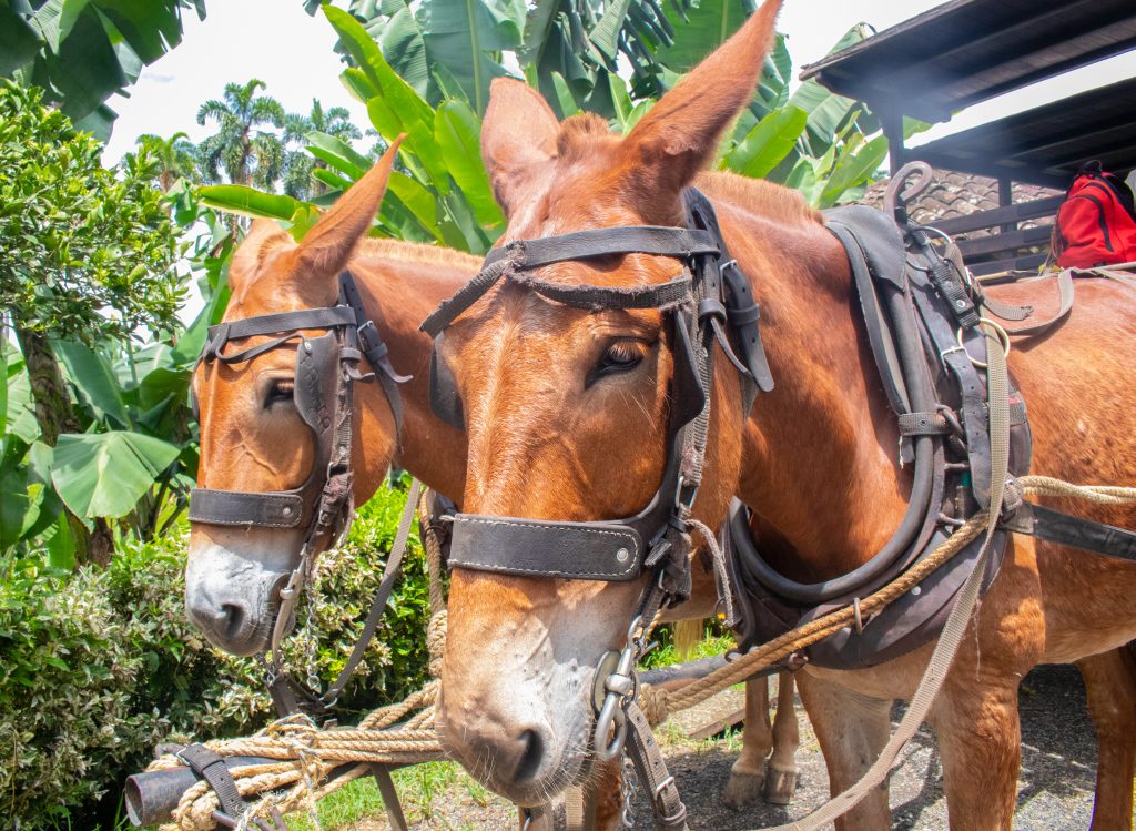 Dos mulas marrones con arneses de cuero están una al lado de la otra al aire libre, rodeadas de verdes plantas tropicales y árboles en un día soleado.