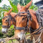 Dos mulas marrones con arneses de cuero están una al lado de la otra al aire libre, rodeadas de verdes plantas tropicales y árboles en un día soleado.