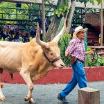 Un hombre con camisa de cuadros y sombrero de vaquero conduce con una cuerda a un gran buey de color claro con largos cuernos frente a un público sentado en gradas de madera. Al fondo, vegetación y un muro rojo.