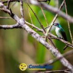 Un pequeño colibrí de plumas verdes y blancas se posa en una rama delgada entre una maraña de ramitas, con la exuberante vegetación de Santa Cecilia difuminada en el fondo. El logotipo de la Biblioteca Pública Comfamiliar Risaralda aparece en la parte inferior de la imagen.
