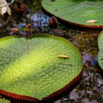 Grandes nenúfares redondos de color verde con bordes rojizos flotan en aguas oscuras. En el fondo florece un nenúfar blanco y unas cuantas hojas marrones descansan sobre la superficie de los nenúfares. En el agua se ven reflejos de árboles.