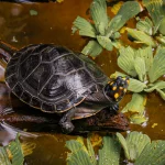 Una tortuga de caparazón oscuro y manchas amarillo anaranjadas en la cabeza está sentada sobre un trozo de madera rodeada de plantas acuáticas verdes flotantes en un agua pardusca.