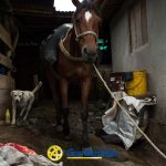 Un caballo con una cuerda al cuello se encuentra en un establo rústico y desordenado junto a un perro blanco. Cubos, sacos y provisiones están esparcidos por el suelo cerca de una pared con una ventana, evocando el encanto de la zona rural de La Celia, cerca de la Biblioteca Pública.