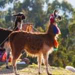 Dos llamas se encuentran al aire libre sobre la hierba, una de ellas adornada con borlas de colores alrededor del cuello. Árboles y vegetación difuminada llenan el fondo, con la luz del sol iluminando la escena.