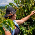 Una persona con sombrero negro y chaleco vaquero estira la mano para tocar las hojas de un frondoso y verde cafeto en una plantación al aire libre.