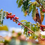 Una rama de cafeto con racimos de cerezas de café rojas y verdes, rodeadas de hojas verdes, sobre un cielo azul con algunas nubes.