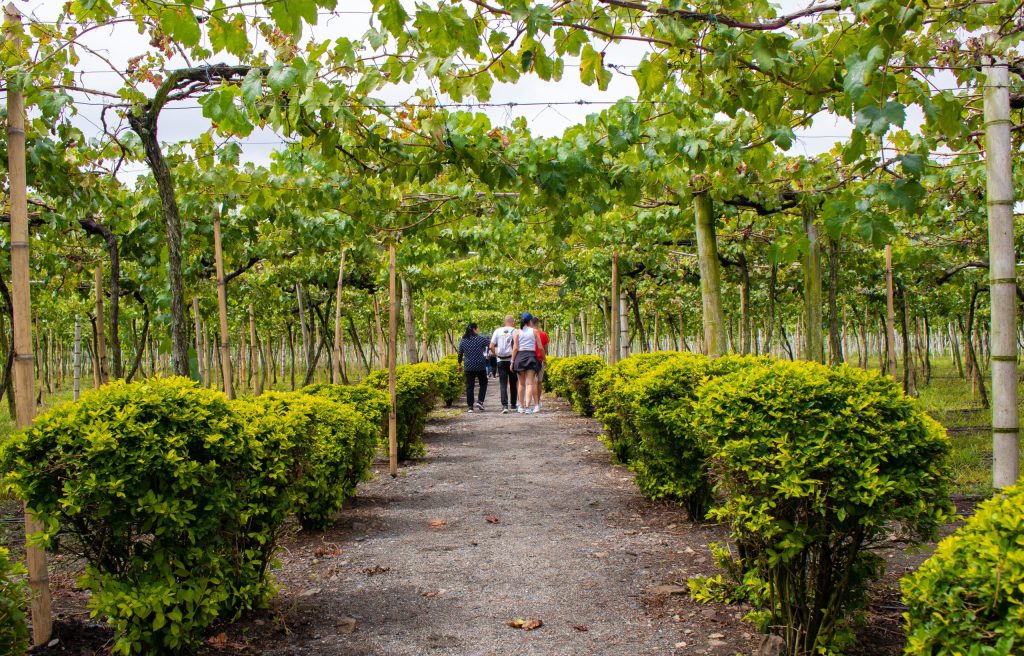 Un grupo de personas camina por un sendero de grava bordeado de arbustos verdes bajo un dosel de vides en el Parque de la uva. Las frondosas hileras de viñedos se extienden al fondo.