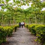Un grupo de personas camina por un sendero de grava bordeado de arbustos verdes bajo un dosel de vides en el Parque de la uva. Las frondosas hileras de viñedos se extienden al fondo.