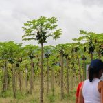 Un grupo de personas pasea por una plantación de papaya en el Parque de la Uva, rodeada de altos árboles frutales bajo un cielo nublado, con montañas visibles al fondo.