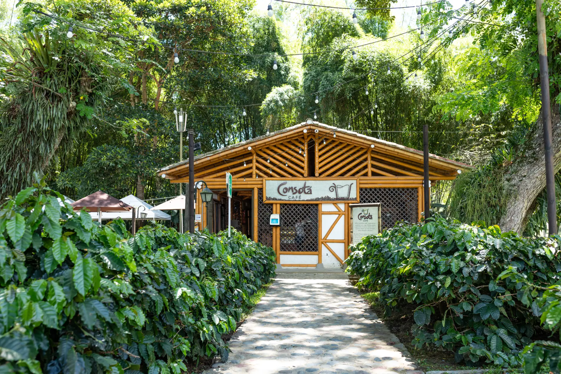 Una cafetería de madera con un cartel en el que se lee Corsica Café se alza rodeada de exuberantes plantas verdes y altos árboles, junto a un acogedor salón de billar. El camino sombreado conduce a un ambiente tranquilo y tropical perfecto para relajarse o disfrutar de una partida de billar.