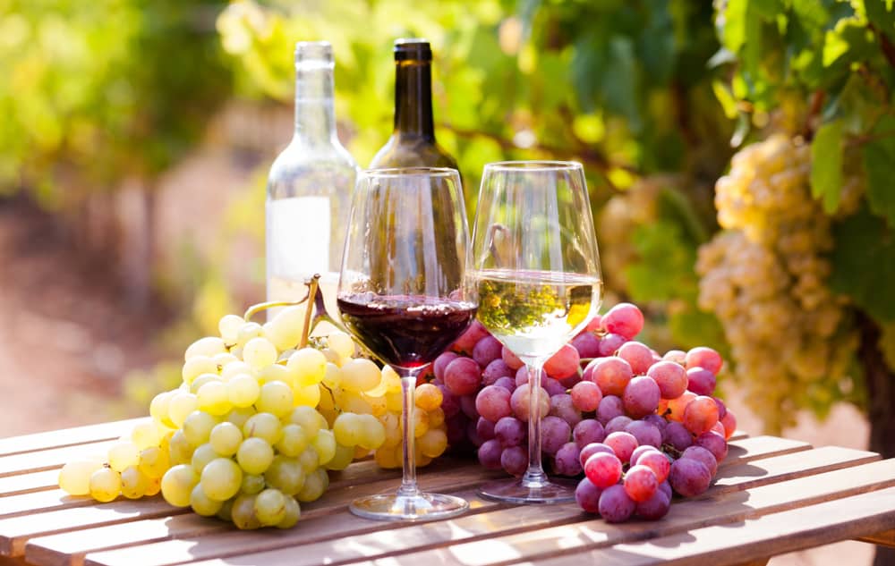 el mundo de los vinos