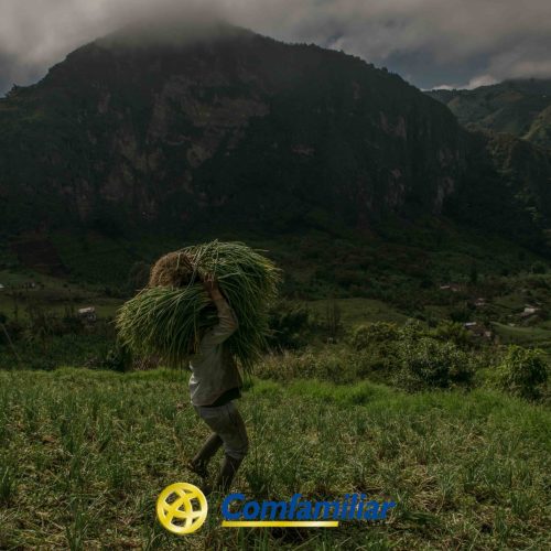 Una persona lleva un gran haz de hierba a la espalda en un campo verde cerca de Guática, con montañas y cielos nublados de fondo. El logotipo Comfamiliar Guática aparece en la parte inferior de la imagen.