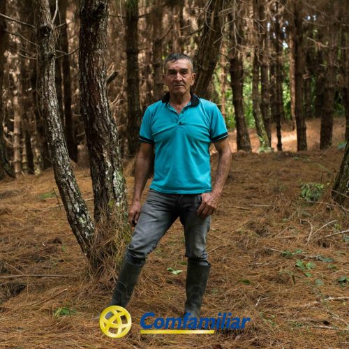Un hombre vestido con camisa azul, vaqueros y botas de goma se encuentra entre altos pinos en un bosque cerca de Guática. El suelo está cubierto de agujas de pino. El logotipo de Comfamiliar Guática aparece en la parte inferior de la imagen.
