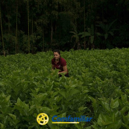 Una persona se encuentra en medio de un frondoso y verde campo en Guática, rodeada de altos árboles y denso follaje. En la parte inferior de la imagen se ve el logotipo de Comfamiliar Guática, que destaca su conexión con la Biblioteca Pública.