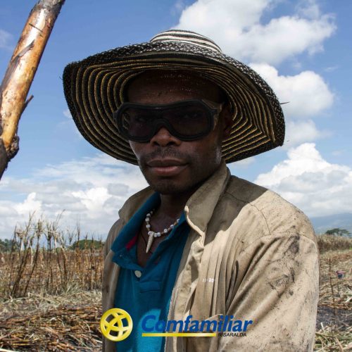 Un hombre con sombrero de ala ancha, gafas y camisa sucia está de pie al aire libre en un campo de caña de azúcar, sujetando un tallo. El cielo está parcialmente nublado. En la parte inferior aparecen el logotipo de Camfamiliar y la Biblioteca Pública Municipal Francisco Jaramillo Ochoa.