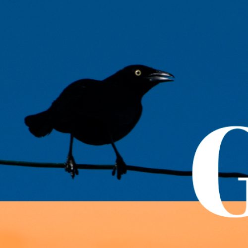 Un pájaro negro posado en un alambre contra un cielo azul claro, con una planta verde y un poste de servicios públicos a la izquierda. La palabra Guática aparece en un gran texto blanco sobre una banda naranja en la parte inferior, destacando Biblioteca Pública Comfamiliar Guática.
